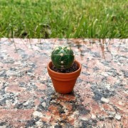 Маленький кактус