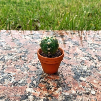 Маленький кактус Маленький кактус