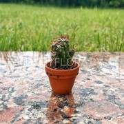 Маленький кактус