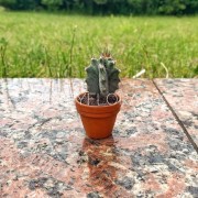 Маленький кактус