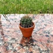 Маленький кактус