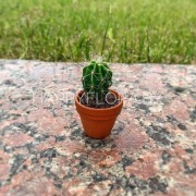 Маленький кактус