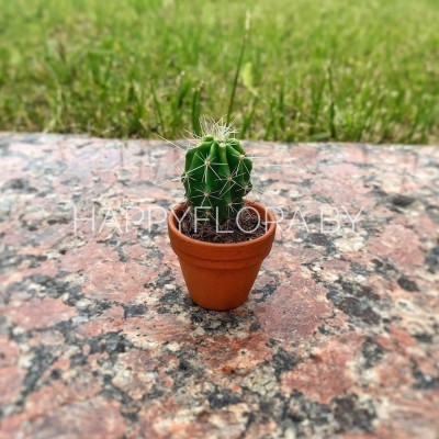 Маленький кактус Маленький кактус