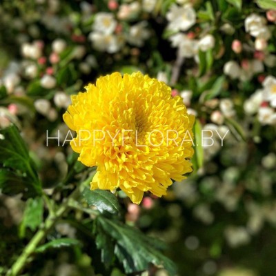 Жёлтая хризантема одноголовая Жёлтая хризантема одноголовая