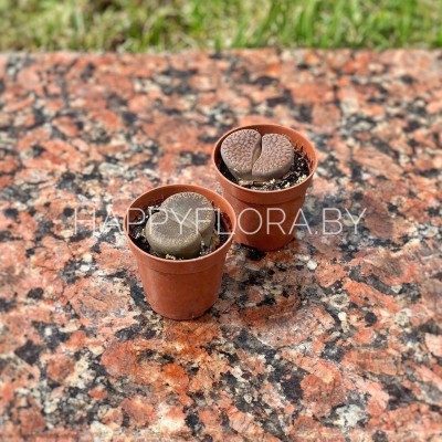 Литопс Литопс