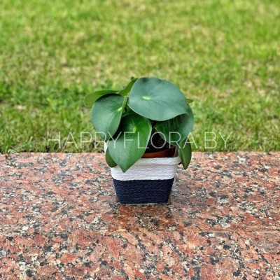 Пеперомия Пеперомия