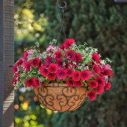 Цветущая петуния в горшке