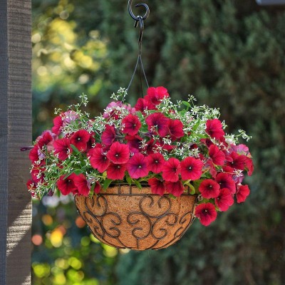 Цветущая петуния в горшке Цветущая петуния в горшке