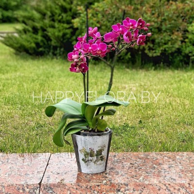 Розовая орхидея Розовая орхидея