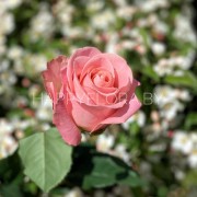 Розовая роза 50см
