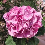 Розовая гортензия