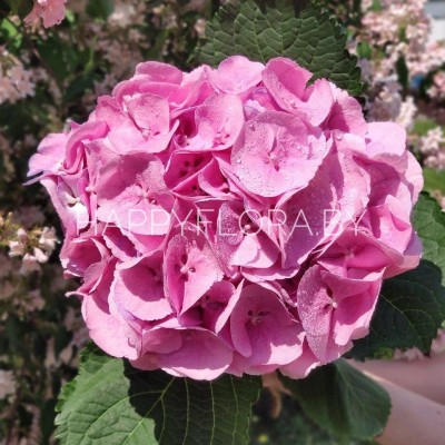 Розовая гортензия Розовая гортензия
