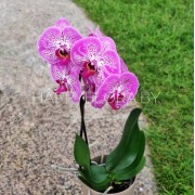 Розово-белая орхидея