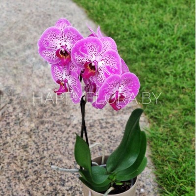 Розово-белая орхидея Розово-белая орхидея