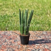 Сансевиерия