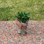 Шлюмбергера (декабрист)