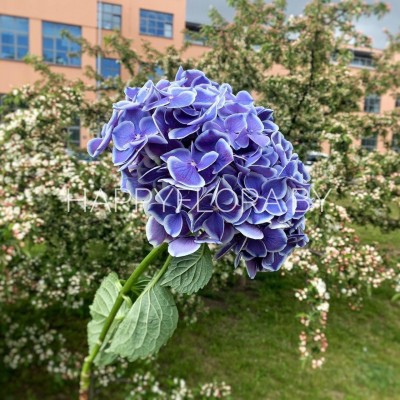 Гортензия Гортензия