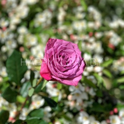 Сиреневая роза 70см Сиреневая роза 70см