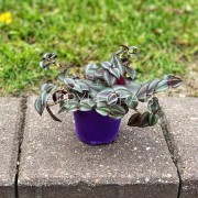 Cиреневая Традесканция