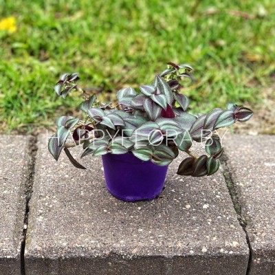 Cиреневая Традесканция Cиреневая Традесканция