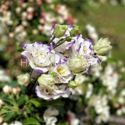 Эустома Эустома