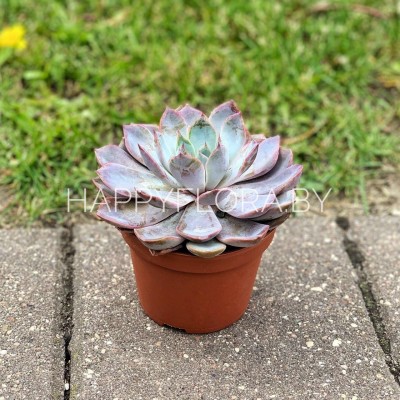 Сиреневый суккулент Сиреневый суккулент