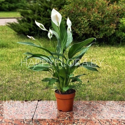 Спацифилум Спацифилум