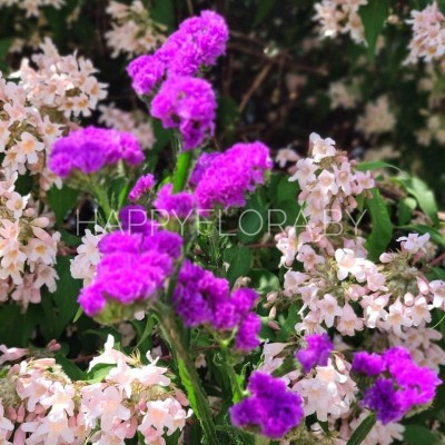 Статица Статица