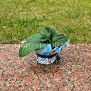 Стрептокарпус