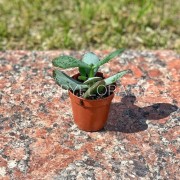 Суккулент толстянка