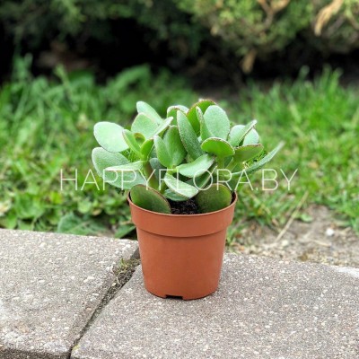 Суккулент Суккулент