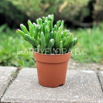 Суккулент Суккулент