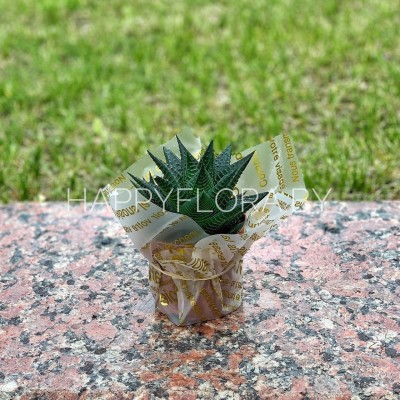 Суккулент Суккулент