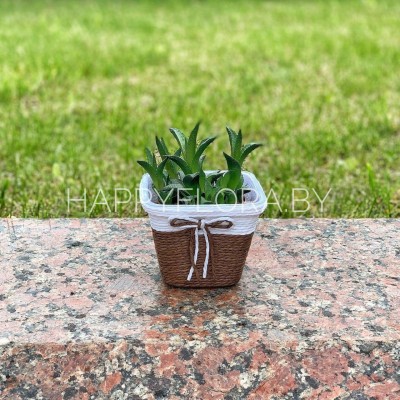 Суккулент Суккулент