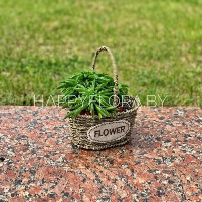 Суккулент Суккулент