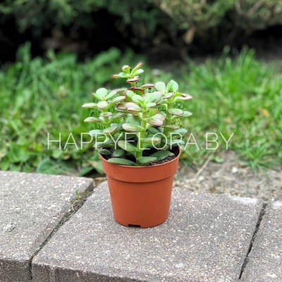 Суккулент Суккулент