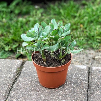 Суккулент Суккулент