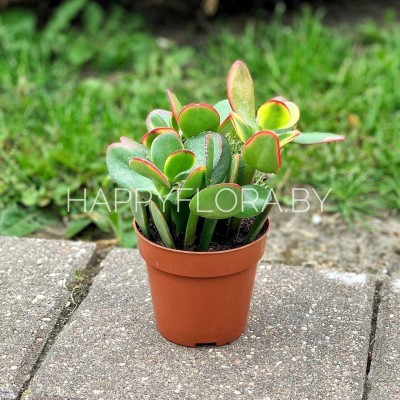 Суккулент Суккулент