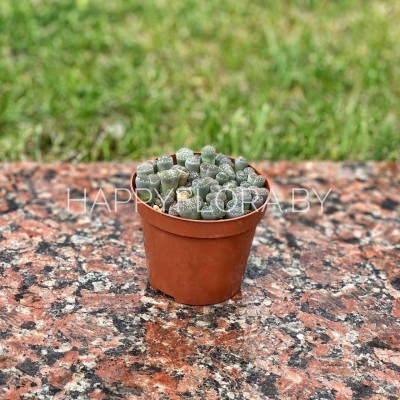 Литопс Литопс