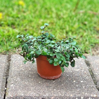 Зелёная Традесканция Зелёная Традесканция