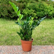 Замиокулкас