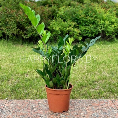 Замиокулкас Замиокулкас