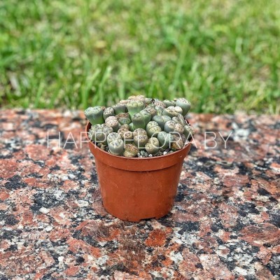 Литопс Литопс