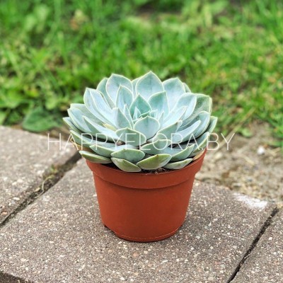 Зелёный суккулент Зелёный суккулент