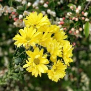 Кустовая жёлтая хризантема (сорт Бакарди)